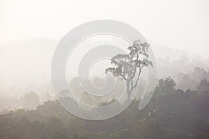 Forest with the mist in the morning ,thailand