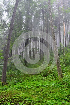 Forest in the mist