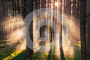 Bosque a niebla sobre el amanecer la luz 