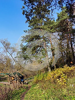 Forest moning Autumn photo