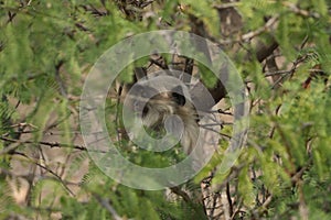 Forest in monkey sitting on green tree.