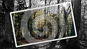 Forest of Monte Cucco