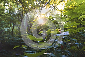 Forest mood at sunset.