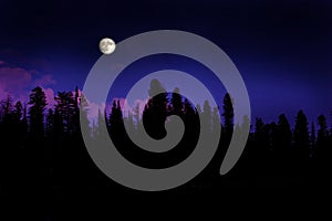 Forest Moonrise photo