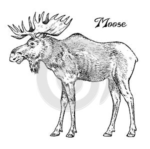 Forest Moose, Wild animal. Symbol of the north. Vintage monochrome style. Mammal in Europe. Engraved hand drawn sketch