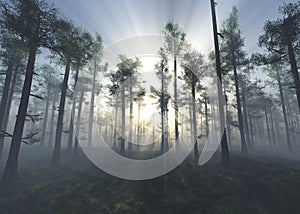 Forest in the morning in the rays of sunrise, park in the fog of radiant sun, beautiful trees in the park