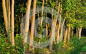 Forest in a morning's warm sunlight