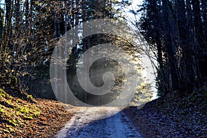 Forest in the morning. The sun shines through the trees. The road leads into the forest.