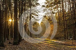 Forest in the morning. The sun shines through the trees. The road leads into the forest.