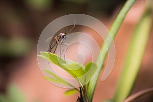 Forest mosquito