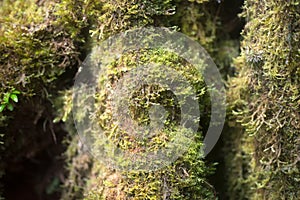 Forest moss background macro photo