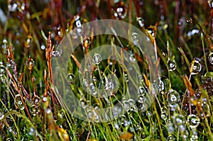 Forest moss after rain