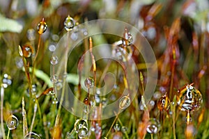 Forest moss after rain