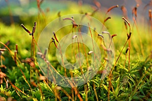 Forest Moss with spore capsules