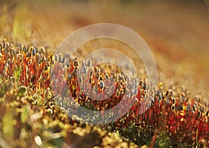 Forest of moss sporophyte