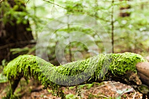 Forest moss thick on branch. Copy space for text. Wild background