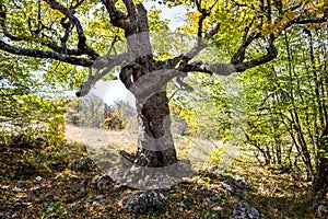 Forest on Mount Ai-Petri, Crimea