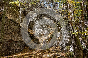 Forest on Mount Ai-Petri, Crimea