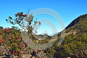 Forest on Mount Lawu, Central Java, Indonesia
