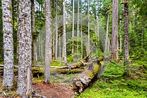 Forest in Mount Rainier National Park USA