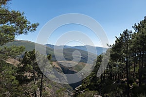 Forest and mountain