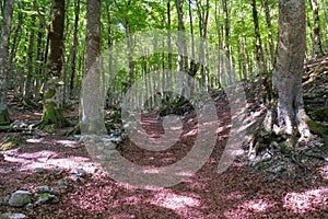 forest in the mountain area of the gran sasso d'italia abruzzo