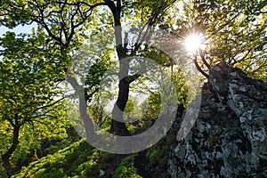 Forest and mountain in Carpathian with sun, Slovakia