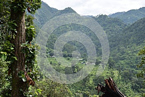 Forest and Mountain in India