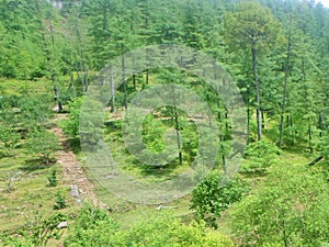 Forest mountain of Murree Queen of Mountains