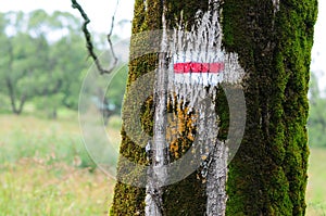Forest mountain path in with red tourist trail sign on tree. Bieszczady mountains. Poland