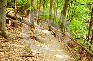 Forest mountain path