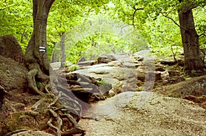 Forest mountain path