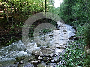 A forest mountain stream on its way down