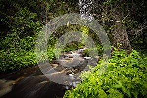 Forest mountain stream after rainy days, summer in Norway