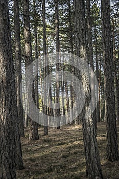 Forest on the mountain of Tara