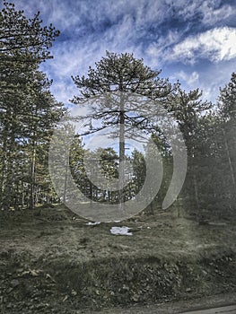 Forest on the mountain of Tara