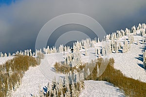 Forest on mountain in Winter