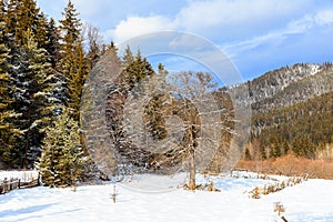 Forest and mountains in Bakuriani, Georgia