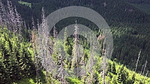 Forest in the mountains, fir trees grow on the mountainside, sunny summer day.