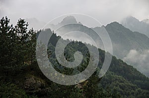 Forest in mountains in fog and clouds