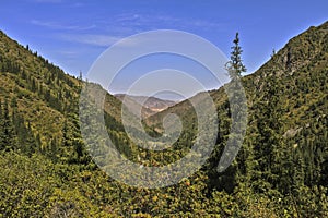 Forest in the mountains