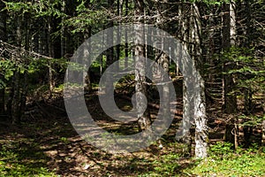 Forest in the mountains in the national park Durmitor, Montenegro