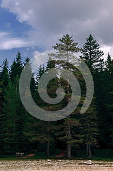 Forest in the mountains in the national park Durmitor, Montenegro