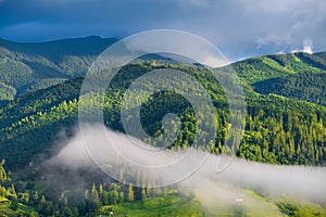 Forest in the mountains. Summer forest in mountains. Natural summer landscape. Forest in fog. Rural landscape.