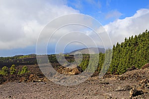 Forest Mountains Volcano Teide Landscape Summer Dry Weather