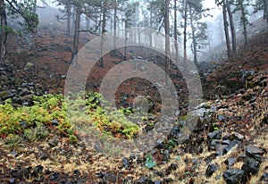 Forest on mountainside