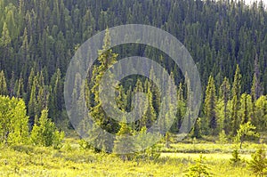 Forest on mountainside