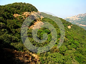 Forest on mountaintop