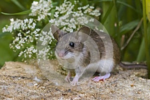 Forest mouse went for a walk