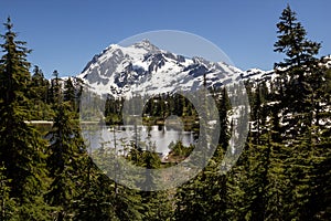 Forest and Mt.Shuksan